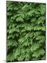 USA, Oregon, Willamette National Forest. New spring growth of western hemlock trees.-John Barger-Mounted Photographic Print