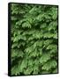 USA, Oregon, Willamette National Forest. New spring growth of western hemlock trees.-John Barger-Framed Stretched Canvas