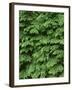 USA, Oregon, Willamette National Forest. New spring growth of western hemlock trees.-John Barger-Framed Photographic Print
