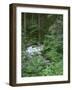USA, Oregon, Willamette National Forest. Roaring River and surrounding forest in springtime.-John Barger-Framed Photographic Print