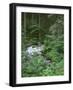 USA, Oregon, Willamette National Forest. Roaring River and surrounding forest in springtime.-John Barger-Framed Photographic Print