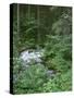 USA, Oregon, Willamette National Forest. Roaring River and surrounding forest in springtime.-John Barger-Stretched Canvas