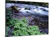 USA, Oregon, Willamette National Forest. South Fork of the McKenzie River with coltsfoot in spring.-John Barger-Stretched Canvas