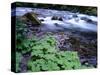 USA, Oregon, Willamette National Forest. South Fork of the McKenzie River with coltsfoot in spring.-John Barger-Stretched Canvas