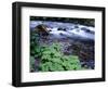 USA, Oregon, Willamette National Forest. South Fork of the McKenzie River with coltsfoot in spring.-John Barger-Framed Photographic Print