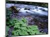 USA, Oregon, Willamette National Forest. South Fork of the McKenzie River with coltsfoot in spring.-John Barger-Mounted Photographic Print