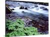 USA, Oregon, Willamette National Forest. South Fork of the McKenzie River with coltsfoot in spring.-John Barger-Stretched Canvas