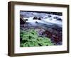 USA, Oregon, Willamette National Forest. South Fork of the McKenzie River with coltsfoot in spring.-John Barger-Framed Photographic Print