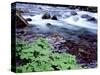 USA, Oregon, Willamette National Forest. South Fork of the McKenzie River with coltsfoot in spring.-John Barger-Stretched Canvas