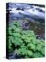 USA, Oregon. Willamette National Forest, South Fork of the McKenzie River with coltsfoot in spring.-John Barger-Stretched Canvas