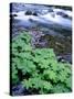 USA, Oregon. Willamette National Forest, South Fork of the McKenzie River with coltsfoot in spring.-John Barger-Stretched Canvas