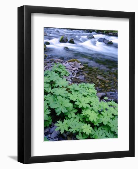 USA, Oregon. Willamette National Forest, South Fork of the McKenzie River with coltsfoot in spring.-John Barger-Framed Photographic Print