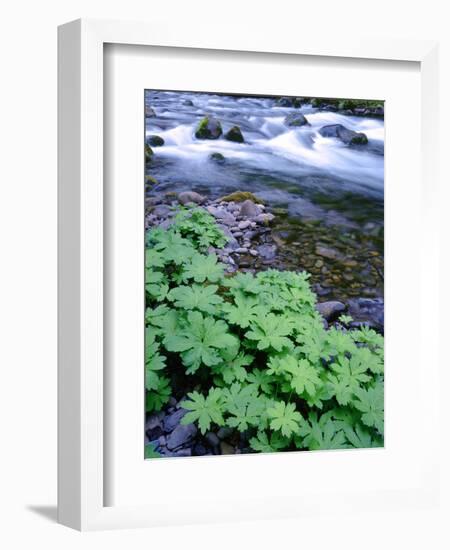 USA, Oregon. Willamette National Forest, South Fork of the McKenzie River with coltsfoot in spring.-John Barger-Framed Photographic Print