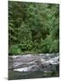 USA, Oregon. Willamette National Forest, South Santiam River and lush old growth forest.-John Barger-Mounted Photographic Print