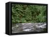 USA, Oregon. Willamette National Forest, South Santiam River and lush old growth forest.-John Barger-Framed Stretched Canvas