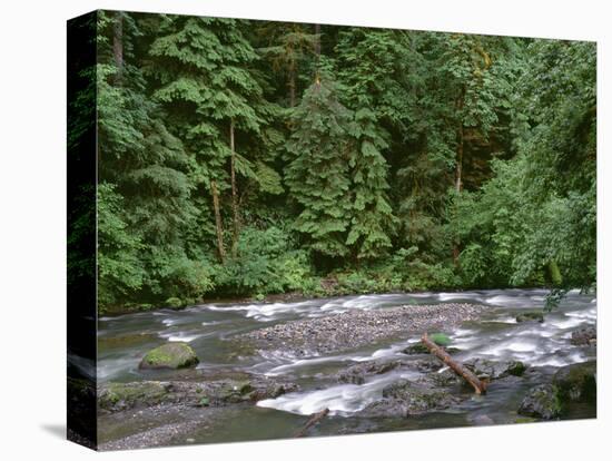 USA, Oregon. Willamette National Forest, South Santiam River and lush old growth forest.-John Barger-Stretched Canvas