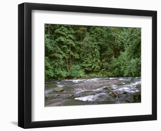 USA, Oregon. Willamette National Forest, South Santiam River and lush old growth forest.-John Barger-Framed Photographic Print