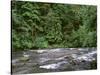 USA, Oregon. Willamette National Forest, South Santiam River and lush old growth forest.-John Barger-Stretched Canvas