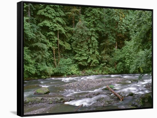 USA, Oregon. Willamette National Forest, South Santiam River and lush old growth forest.-John Barger-Framed Stretched Canvas