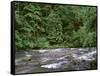 USA, Oregon. Willamette National Forest, South Santiam River and lush old growth forest.-John Barger-Framed Stretched Canvas