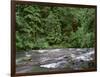 USA, Oregon. Willamette National Forest, South Santiam River and lush old growth forest.-John Barger-Framed Photographic Print