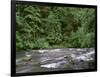 USA, Oregon. Willamette National Forest, South Santiam River and lush old growth forest.-John Barger-Framed Photographic Print