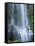 USA, Oregon. Willamette National Forest, Three Sisters Wilderness, Lower Proxy Falls and lush moss.-John Barger-Framed Stretched Canvas