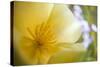 USA, Oregon, Willamette Valley, Close-Up of Poppy in Bloom-Terry Eggers-Stretched Canvas