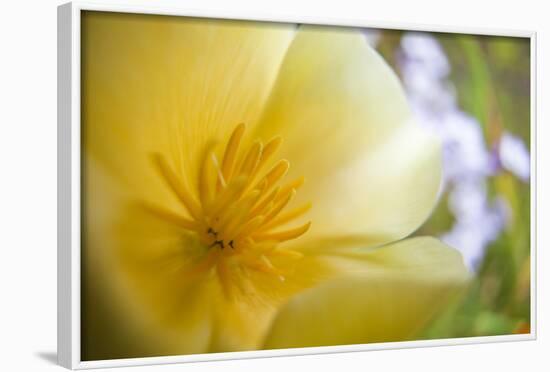 USA, Oregon, Willamette Valley, Close-Up of Poppy in Bloom-Terry Eggers-Framed Photographic Print