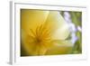 USA, Oregon, Willamette Valley, Close-Up of Poppy in Bloom-Terry Eggers-Framed Photographic Print