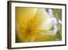 USA, Oregon, Willamette Valley, Close-Up of Poppy in Bloom-Terry Eggers-Framed Photographic Print