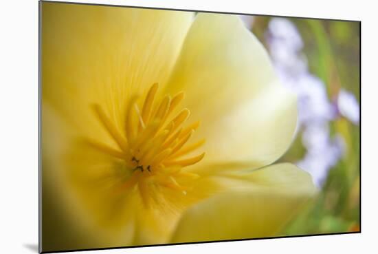 USA, Oregon, Willamette Valley, Close-Up of Poppy in Bloom-Terry Eggers-Mounted Photographic Print