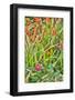 Usa, Oregon, Yachats. Plantings-Hollice Looney-Framed Photographic Print