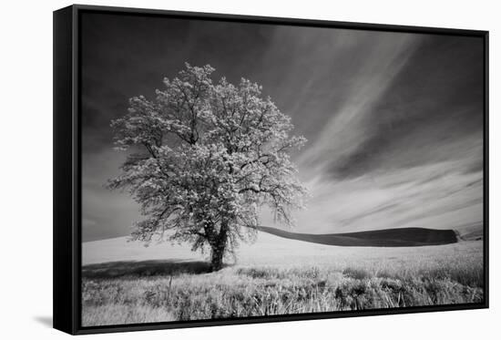 USA, Palouse Country, Washington State. Infrared Palouse fields and lone tree-Terry Eggers-Framed Stretched Canvas