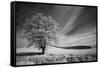 USA, Palouse Country, Washington State. Infrared Palouse fields and lone tree-Terry Eggers-Framed Stretched Canvas