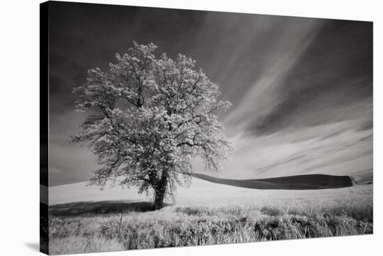 USA, Palouse Country, Washington State. Infrared Palouse fields and lone tree-Terry Eggers-Stretched Canvas