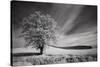 USA, Palouse Country, Washington State. Infrared Palouse fields and lone tree-Terry Eggers-Stretched Canvas