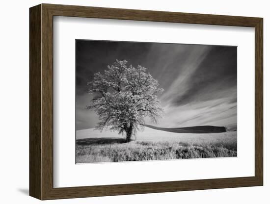 USA, Palouse Country, Washington State. Infrared Palouse fields and lone tree-Terry Eggers-Framed Photographic Print