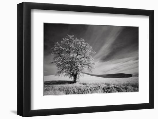 USA, Palouse Country, Washington State. Infrared Palouse fields and lone tree-Terry Eggers-Framed Photographic Print