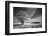 USA, Palouse Country, Washington State. Infrared Palouse fields and lone tree-Terry Eggers-Framed Photographic Print