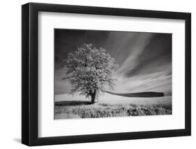 USA, Palouse Country, Washington State. Infrared Palouse fields and lone tree-Terry Eggers-Framed Photographic Print