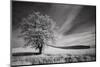 USA, Palouse Country, Washington State. Infrared Palouse fields and lone tree-Terry Eggers-Mounted Photographic Print