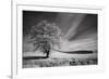 USA, Palouse Country, Washington State. Infrared Palouse fields and lone tree-Terry Eggers-Framed Photographic Print