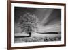 USA, Palouse Country, Washington State. Infrared Palouse fields and lone tree-Terry Eggers-Framed Photographic Print