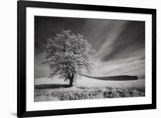 USA, Palouse Country, Washington State. Infrared Palouse fields and lone tree-Terry Eggers-Framed Photographic Print