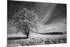 USA, Palouse Country, Washington State. Infrared Palouse fields and lone tree-Terry Eggers-Mounted Photographic Print