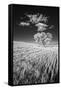 USA, Palouse Country, Washington State, Infrared Palouse fields and lone tree-Terry Eggers-Framed Stretched Canvas