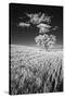 USA, Palouse Country, Washington State, Infrared Palouse fields and lone tree-Terry Eggers-Stretched Canvas