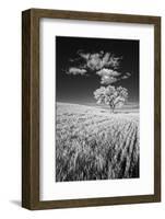 USA, Palouse Country, Washington State, Infrared Palouse fields and lone tree-Terry Eggers-Framed Photographic Print