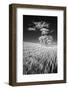 USA, Palouse Country, Washington State, Infrared Palouse fields and lone tree-Terry Eggers-Framed Photographic Print